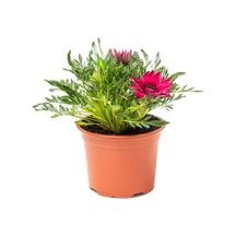 Pembe Renk Gazanya Çiçeği 1 Adet Saksılı/tüplü 15-25cm Çiçekli Balon Bitkisi