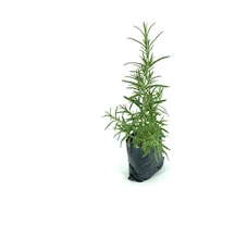 Biberiye Fidanı 2 Adet 10-20 Cm