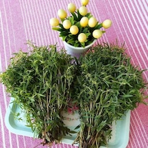 Naturel Zahter Kekiği Tohumu 200 Tohum