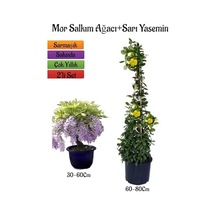 Mor Salkım Ağacı Fidanı + Sarı Yasemin Çiçeği Fidanı, 2'li Bahçe Peyzaj Seti