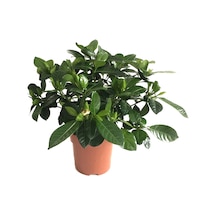 Gardenia Jasminoides (Gardenya Çiçeği) Ø12 CM H30-35 CM