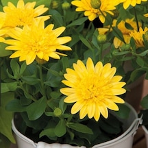 Erato Double Yellow Sarı Katmerli Bodrum Papatyası Çiçeği Fidesi 1 Adet