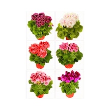 Karışık Renkli Canlı 2 Adet Sardunya Fidesi 20-40cm Saksılı Geranium