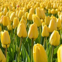 Golden Parade Lale Soğanı 5 Adet