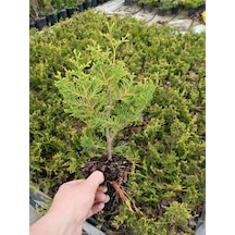 En Favori Dekorasyon Bitkisi Leylandi 10 Adet 15-25cm Tüplü Cupressus