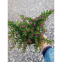 Serada Decor Plant Kufeya Cennet Çiçeği Mor - Cuphea Hyssopifolia 20-30cm Çiçekli Bodur Bitki
