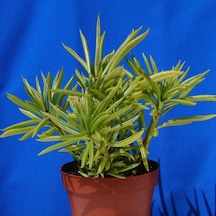 Senekio Barbertonicus Himalaya - 20 Adet Sukulent - Teraryum Bit