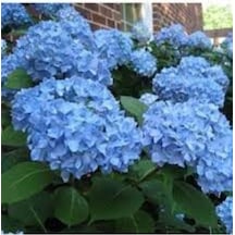 Ortanca Fidanı Hydrangea Macrophylla , Mavi