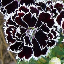 Tr Dianthus Heddewigii Black White Karanfil Çiçeği 100 Adet