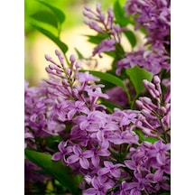 Videolu Kokulu Mor Leylak Fidanı Çiçeği 1 Adet 40-60 Cm Saksılı Bahçe Bitkisi Lilac