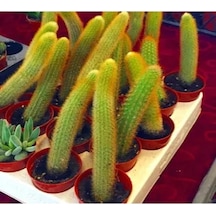 Serada Decor Plant Hildewintera Aureispina Maymun Kuyruğu İthal Kaktüs