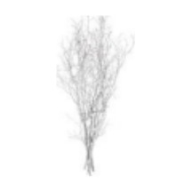 Kuru Bitki, Gürgen Dalı, Beyaz - 60-80 Cm Çok Renkli