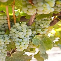 Verimli Sauvignon Blanc Üzüm Fidanı, Tüplü Ve Sağlıklı Gelişim