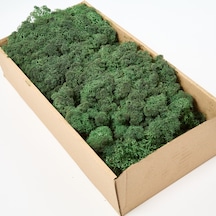 Trend Bahçe Dark Green Şoklanmış Reindermoss Teraryum Yosunu 50 G