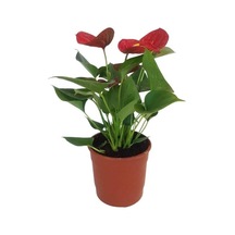 Mini Antoryum Flamingo Çiçeği