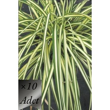 Sarı Sarkık Carex Bitkisi x 10 ad
