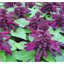 Mor Ateş Çiçeği - Salvia F1 Tohumu 30 Tohum