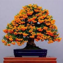 15 Adet Tohum Nadir Ateş Dikeni Bonsai Ağaç Tohumu Ateş Diken Tohum Saksı Toprak Hediyemizdir