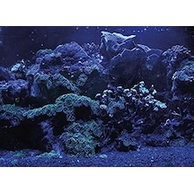 Kanki Pet 55 Cm Akvaryum Arka Fon Yapıştırma 55x40 Cm Kp5540025