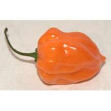 Turuncu Habanero Dünyanın En Acı Biber Tohumu 10+ Tohum