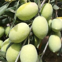 Ada Tarım 10 Adet Domat Zeytin Fidanı 2 Yaş 1 Metre