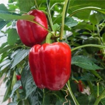 100 Adet Tohum Nadir Kaliforniya Californiya Biberi Tohumu Saksı Toprak Hediye