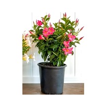 Pembe Çiçekli Mandevilla Sandavilla Saksılı Tırmanıcı, 30-60 Cm, Dış Mekan Sarmaşık