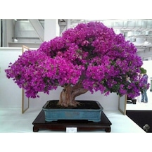 Nadir Ithal Erguvan Bonzai Ağacı Tohumu 5 Tohum Bonsai Tohumu