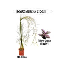 Beyaz Mercan Çiçeği 1 Adet Sakıslı Telgraf Çiçeği Hediye Bahçe Teras Bitkisi