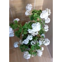 Top Sardunya Fidesi 10-20 Cm