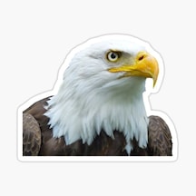 Araba Için Kartal Oto Sticker Yapıştırması Etiket 17Cm A8