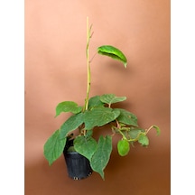 Dişi Kivi Actinidia Deliciosa 80 Cm Saksılı Meyve Fidanı