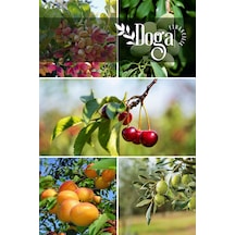 5 Li Meyve Fidanı Fıstık , Badem , Vişne , Kayısı Ve Zeytin