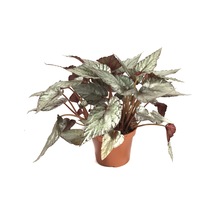 Begonia Rex 'Arctic Breeze' (Begonya Çiçeği) Ø12 CM Y25-30 CM