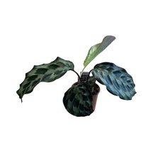 Calathea Dressleri 'helen Kennedy' Dua Çiçeği