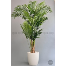 Yapay Areka Ağaci 220 Cm 4 Gövdeli Krem Yakut Saksıda