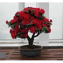 Bonsai Kırmızı Gül Ağacı Tohumu Ekim Seti 5 Adet Tohum + Saksı + Toprak Hediye Tohum