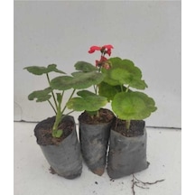 Sardunya 3 Adet Fuşya Kırmızı Pembe 10-20 Cm