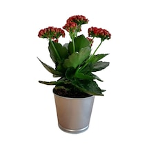 Kalanchoe - Kalanşo Çiçeği Kırmızı Çiçekli