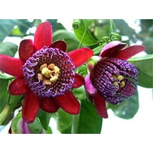 Nadir İthal Passiflora Tohumu 3 Adet Tohum Quadrangularis Pasiflora Tohumu