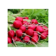 Fındık Turp Tohumu - 5 Gram