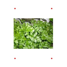 Kişniş Tohumu - 10 Gram
