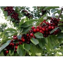 3 Yaş Aşılı Swethart Kiraz Fidanı