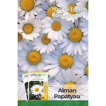 100 Adet Alman Papatya Tohumu Standart