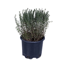Nura Botanik Aromatik Dağ Kekik Fidesi 1 Adet Zahter 30-40 Cm