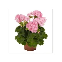 Pudra Pembe Sardunya Çiçeği Fidanı 10-20 Cm