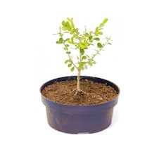 Bonsai Şimşir Fidanı Buxus Sempervirens Rotundifolia 4 Yaşında