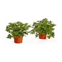 Saksılı Gül Kokulu Itır Çiçeği 2 Adet 10-20 Cm