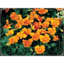 20 Adet Viola Cornuta Chantreyland Tohumu