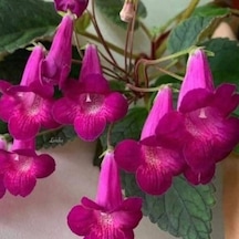 Özel Tür X Smithicodonia Joy Kohleria Japon Küpelisi Çiçeği Fidesi Mini Potta